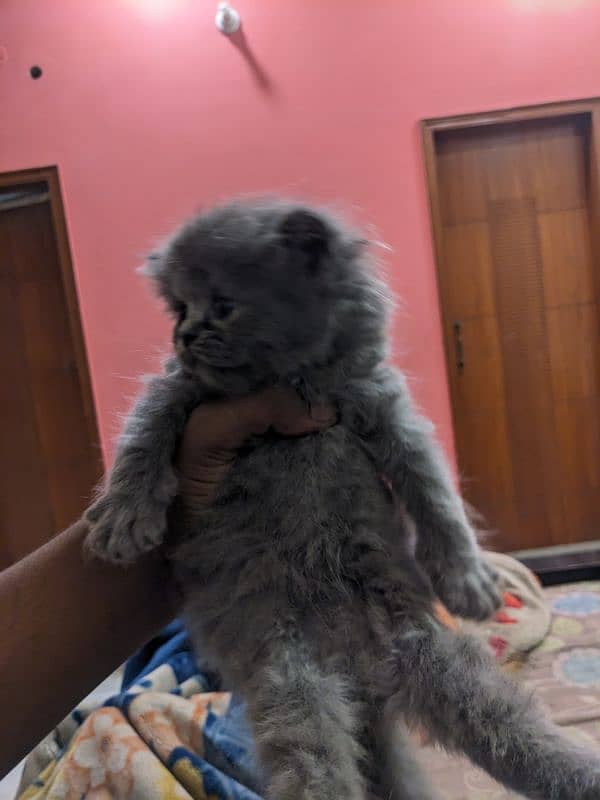 kittens for sale percian triple coated 6