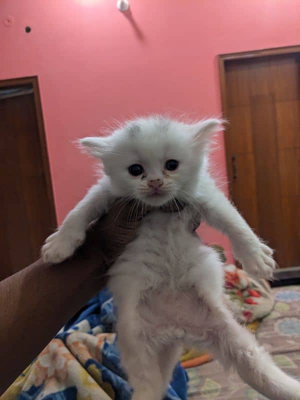 kittens for sale percian triple coated 8