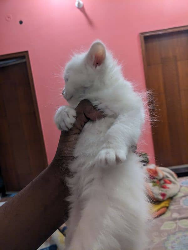 kittens for sale percian triple coated 12