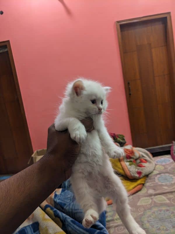 kittens for sale percian triple coated 14