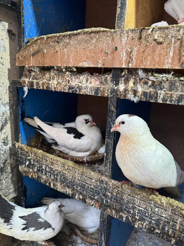 KABUTAR COLONY | PIGEONS COLONY 6