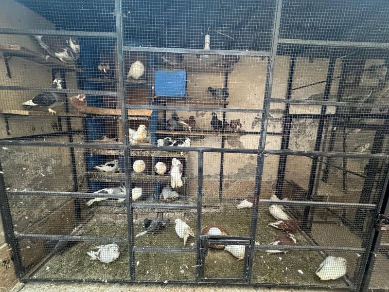 KABUTAR COLONY | PIGEONS COLONY 8