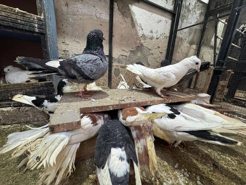 KABUTAR COLONY | PIGEONS COLONY 17