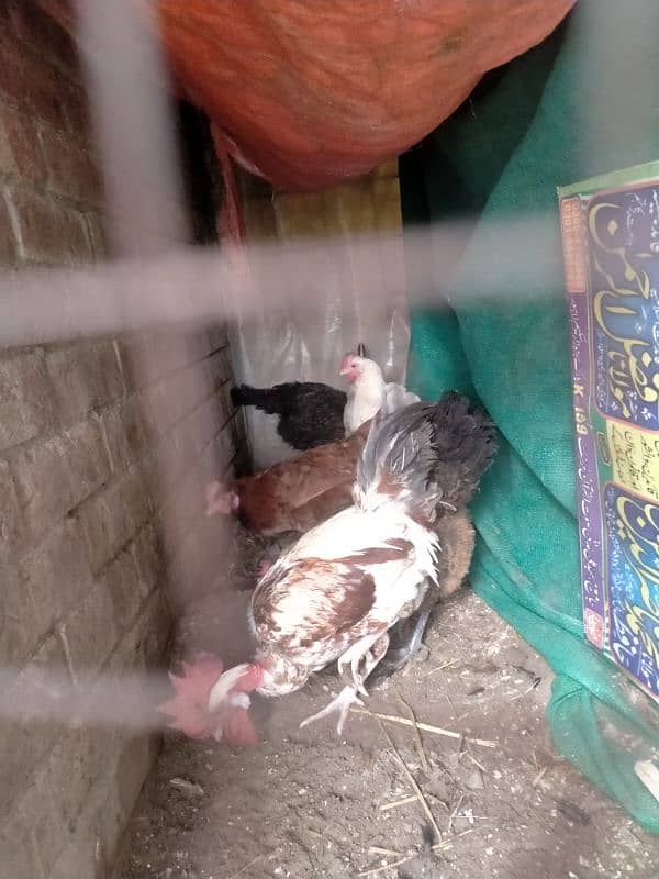 Desi hen egg laying for sale 0