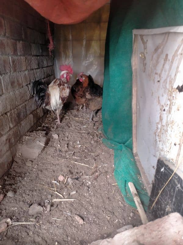 Desi hen egg laying for sale 1