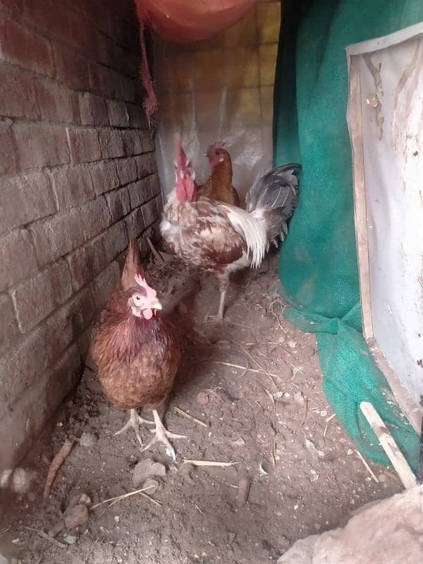 Desi hen egg laying for sale 2