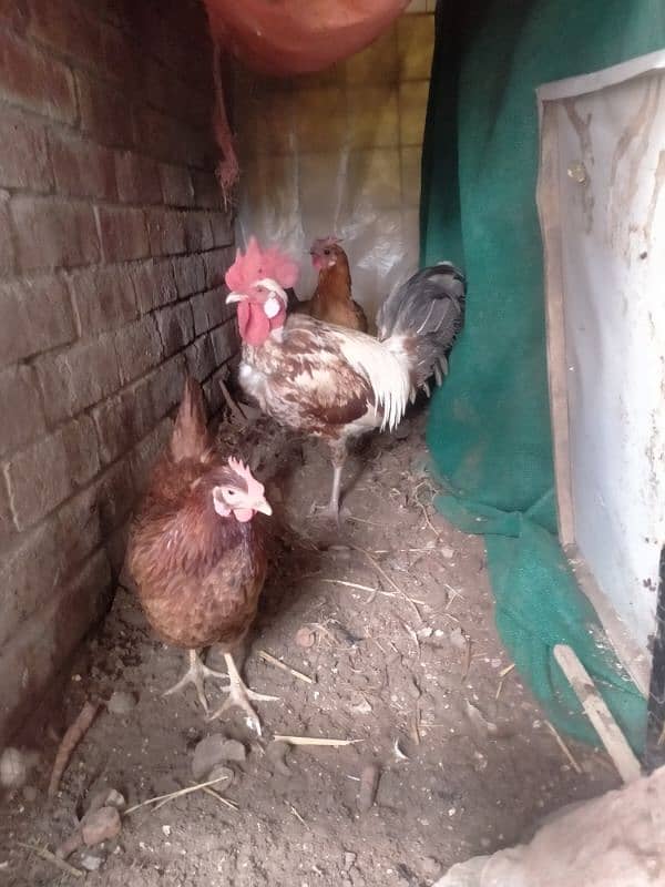 Desi hen egg laying for sale 3