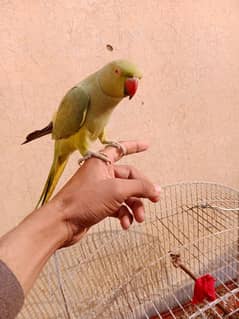 Green unique Parrot