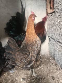 6+2 Egg laying Hens for sale