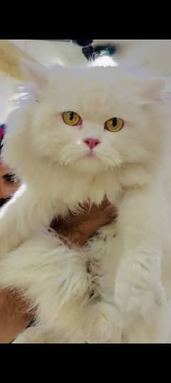 Persian cat for sale male or female my WhatsApp 0329=35=54=428