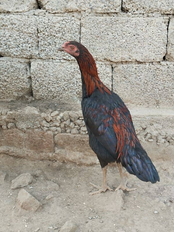 Murgaay (Male) For Sale 1