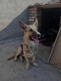 German shepherd army guard dog