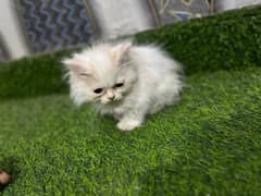 cat Persian