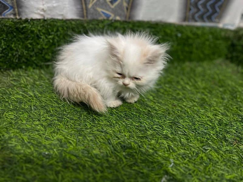 cat Persian 1