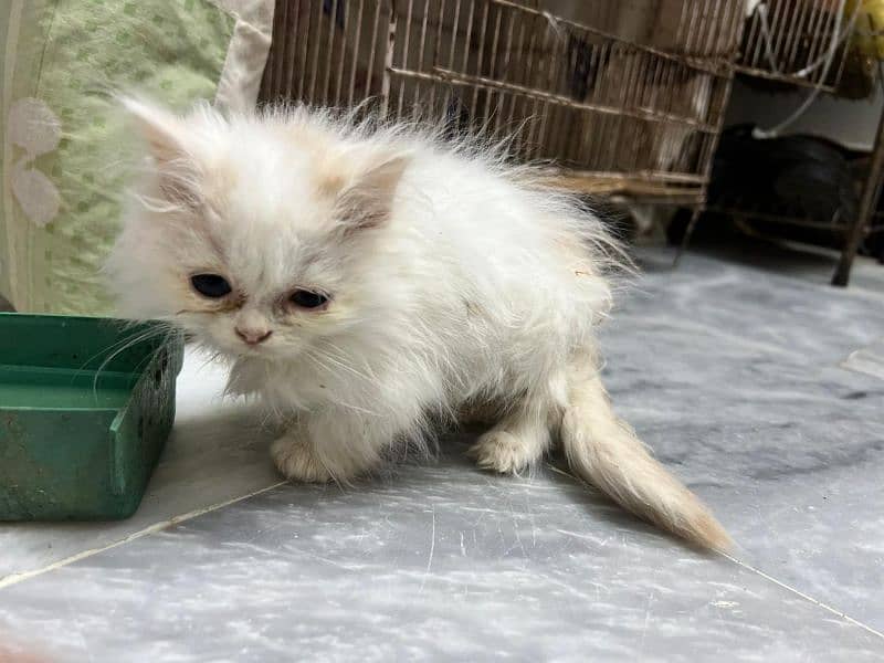 cat Persian 2