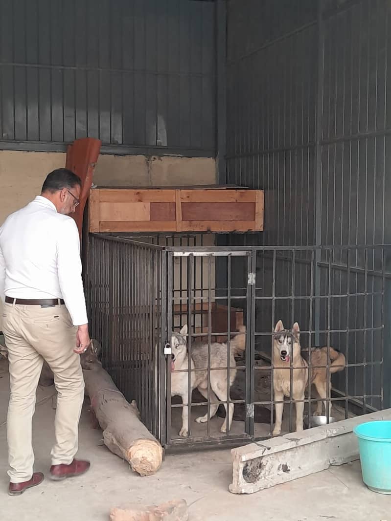 Gray Husky Dog pair (Age 1 year) URGENT SALE 0