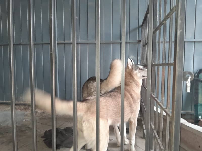 Gray Husky Dog pair (Age 1 year) URGENT SALE 1