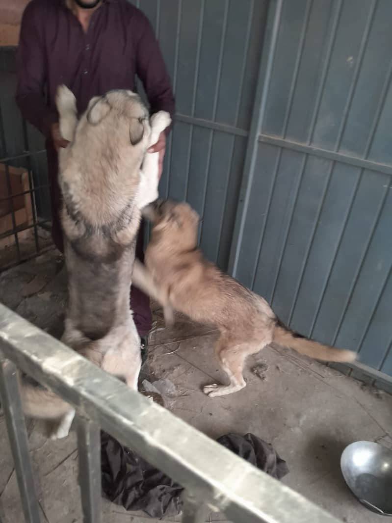 Gray Husky Dog pair (Age 1 year) URGENT SALE 3