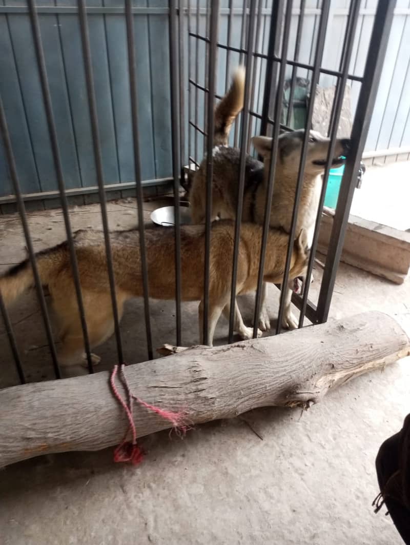 Gray Husky Dog pair (Age 1 year) URGENT SALE 4