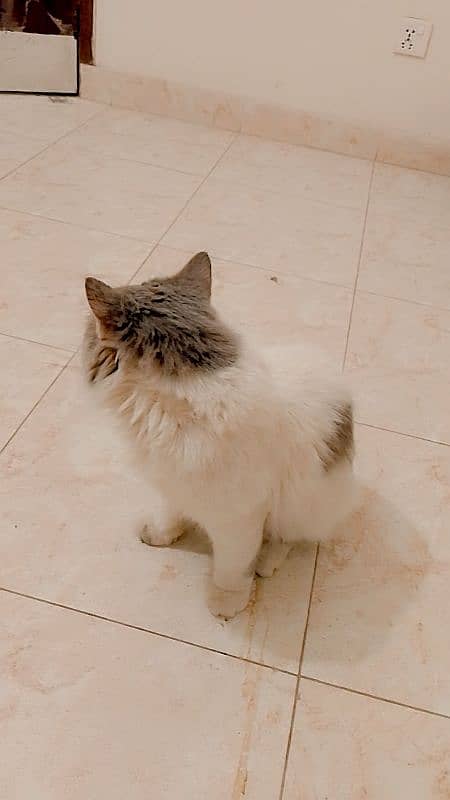 male persian healthy 1