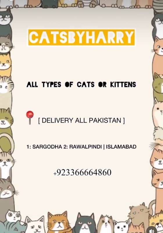 CATS OR KITTENS AVAILABLE CASH ON DELIVERY CONTACT NUMBER: 03366664860 4