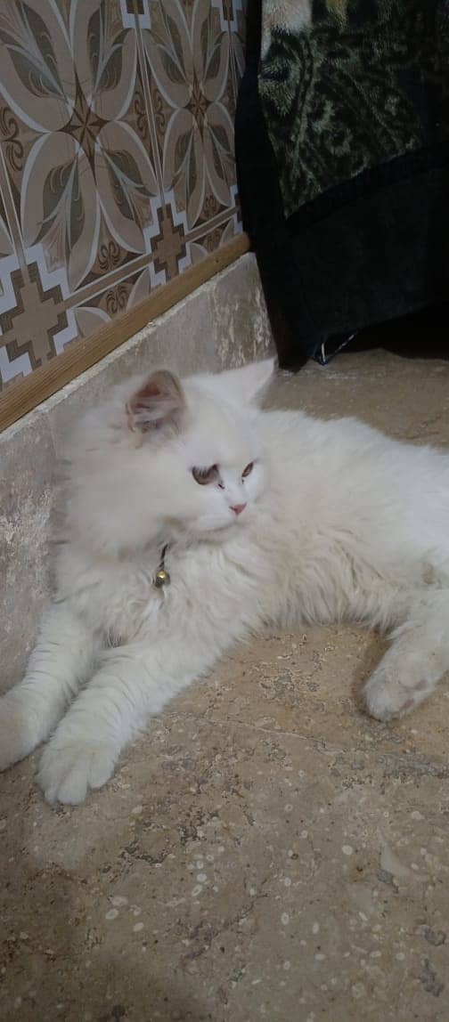 Triple coat pure white cat, age 3 month ,man friendly cat, 0