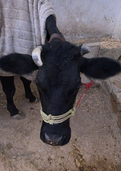 "High-Yield Cow (7kg Milk/Day) with Calf – Healthy & Ready to Go!" 3