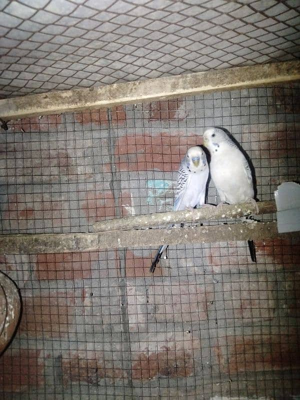 Australian parrots pair for sale 1