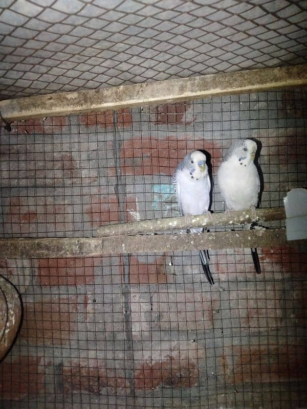 Australian parrots pair for sale 2