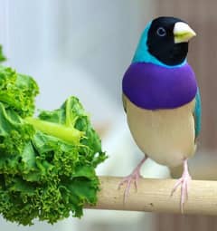 BLUE Gouldian Pathay Required in Reasonable Price