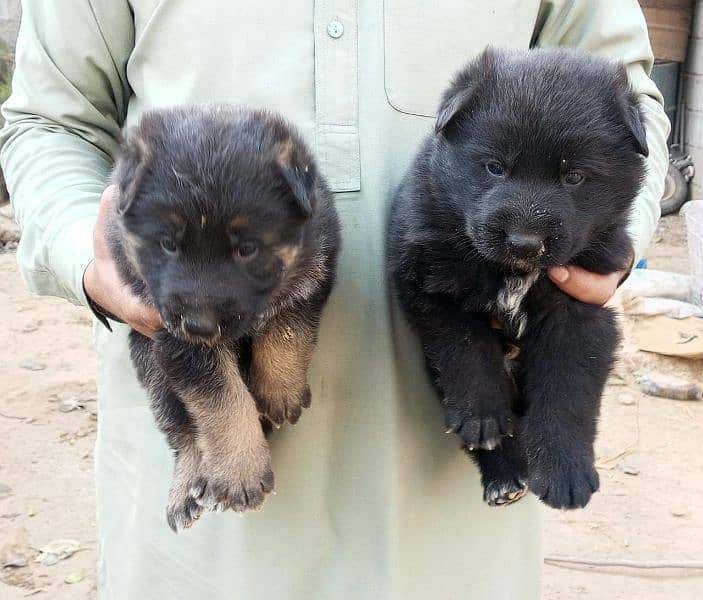 black shepherd puppy 0