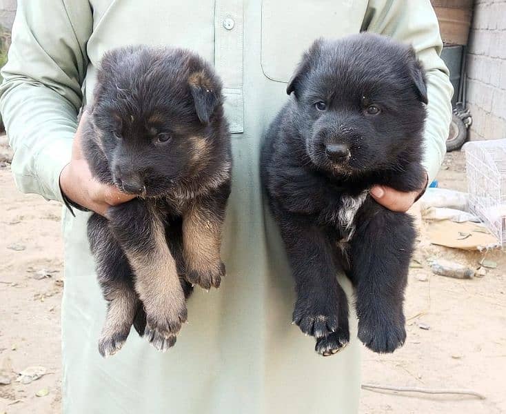 black shepherd puppy 1