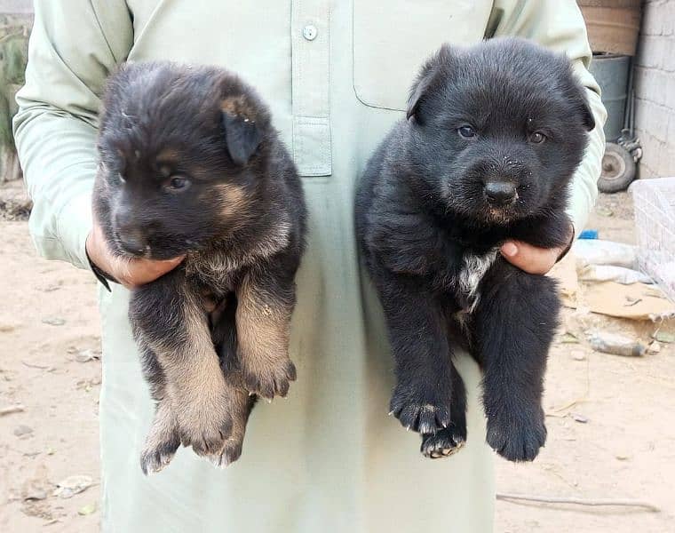 black shepherd puppy 2