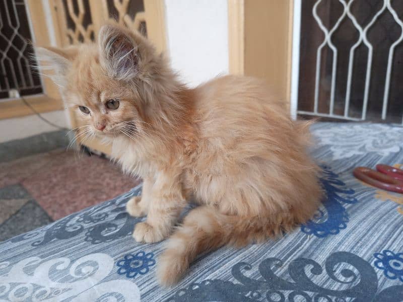 triple coated persian kitten 1