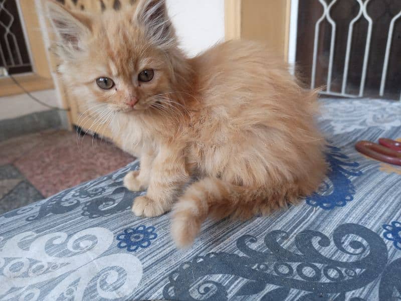 triple coated persian kitten 2