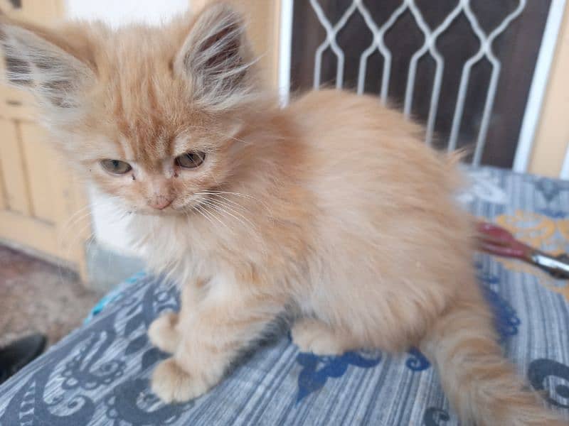 triple coated persian kitten 3