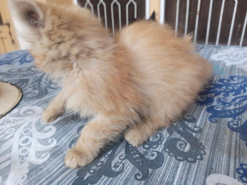 triple coated persian kitten 4