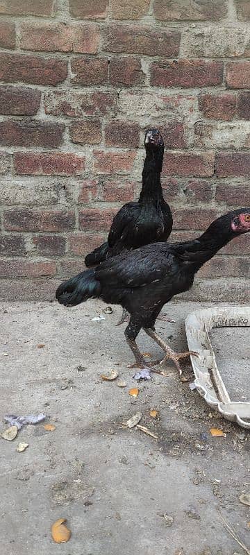 3 black mandiyan sale (eggs de RHI Hain) 1