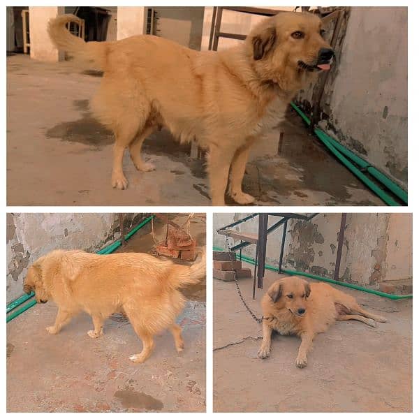 golden retriever Female and puppies for sale 0