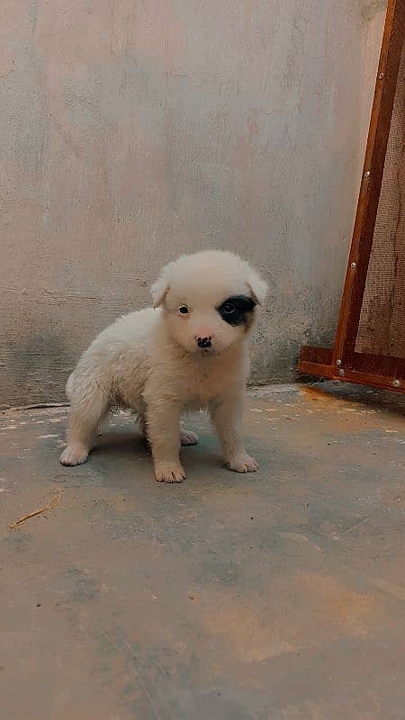 golden retriever Female and puppies for sale 1