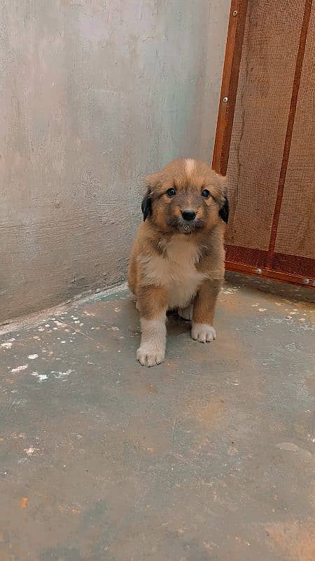 golden retriever Female and puppies for sale 2