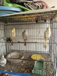 MALE AND FEMALE COCKATIEL sale