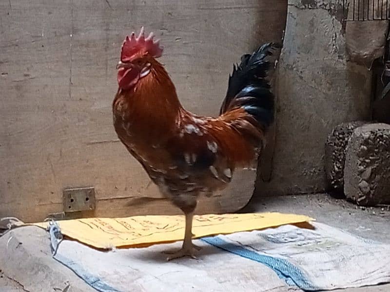 Golden Misri Male for Sale 8