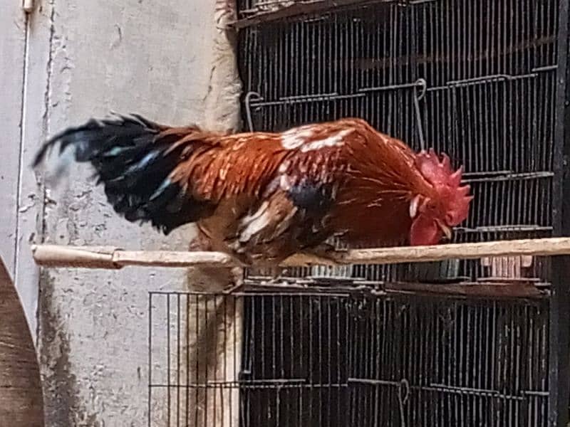 Golden Misri Male for Sale 18