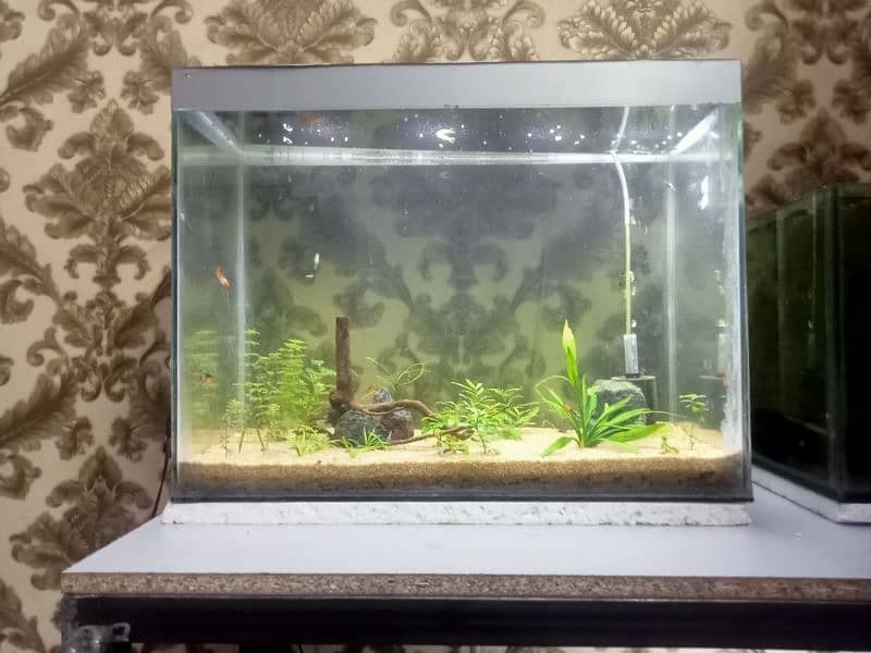 Aquarium+accessories+Fishes 0