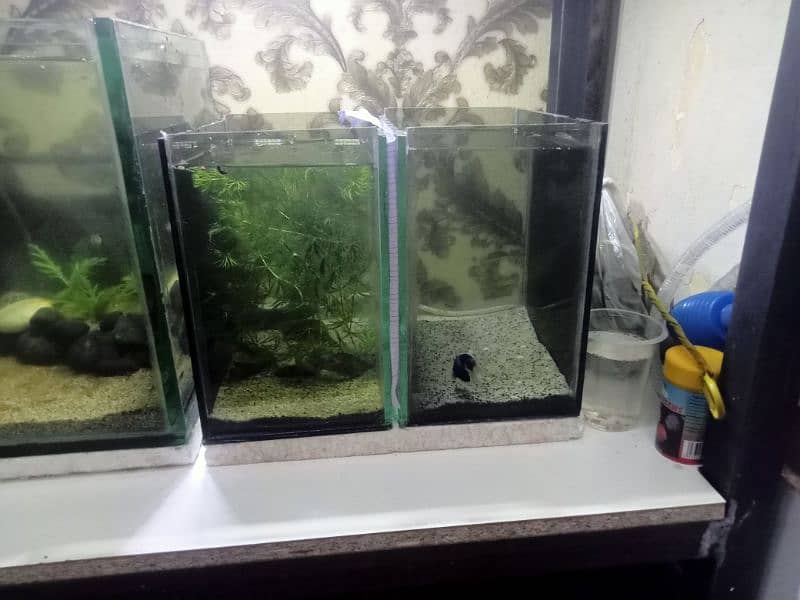 Aquarium+accessories+Fishes 1