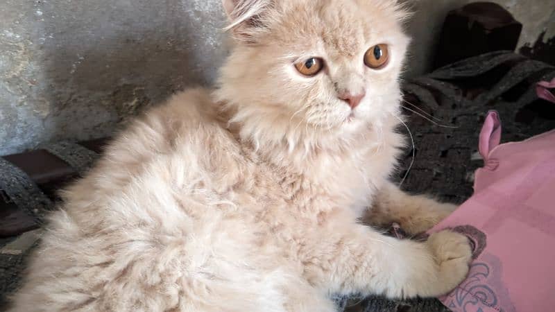 Persian male cat 1