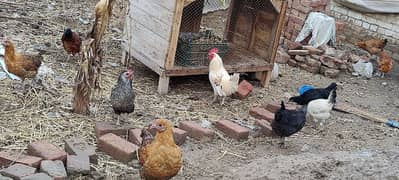 Golden misri hens egg lying on whole sale rate