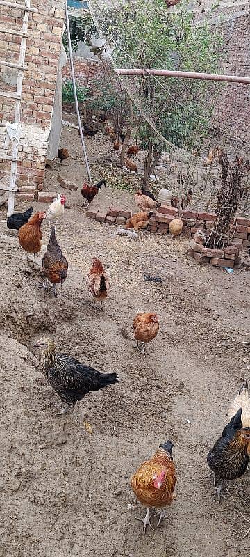 Golden misri hens egg lying on whole sale rate 1