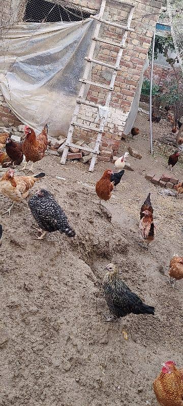 Golden misri hens egg lying on whole sale rate 3